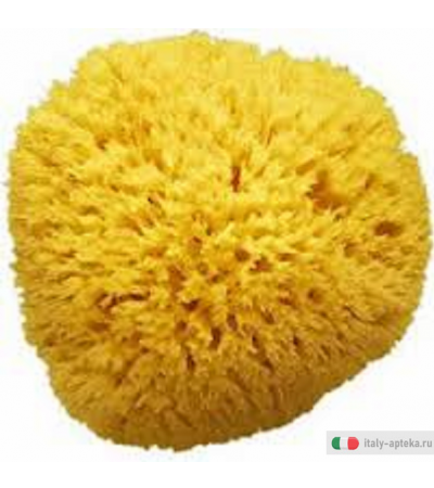 Amidosan Spugna Mare