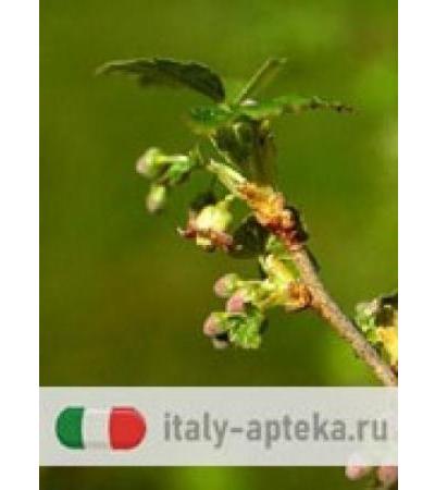 MSA RIBES NIGRUM 50ML