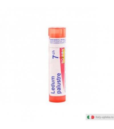 ledum palustre 7ch gr