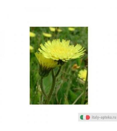 Tsa Hieracium Pilosella 50ml