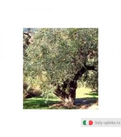 Tsa Olea Europea 50ml