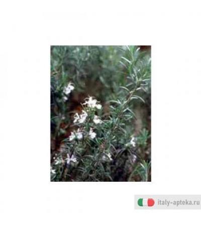 Tsa Rosmarinus Offici 50ml