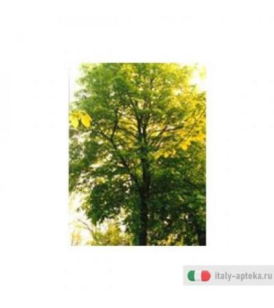 Tsa Tilia Europea 50ml