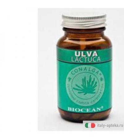 Ulva Lactuca 180cpr
