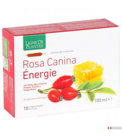 Rosa Canina Energy integratore alimentare utile come antiossidante 10 ampolle